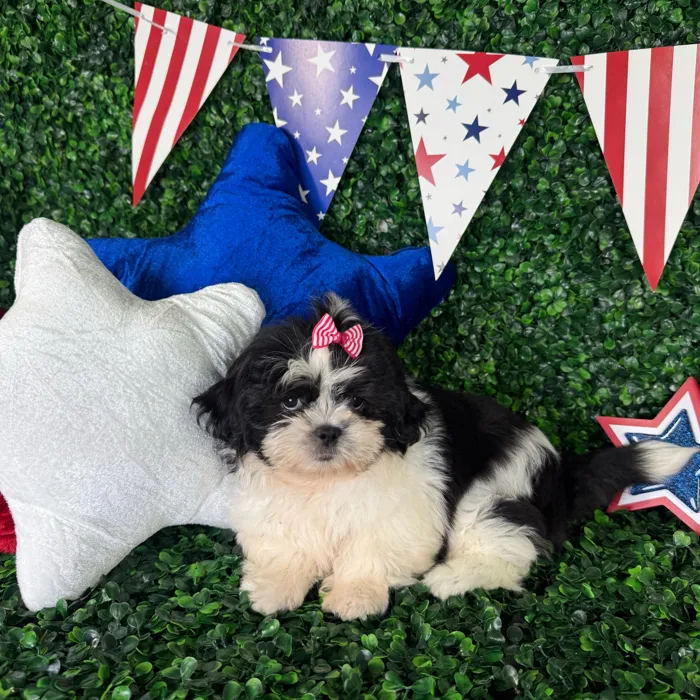 Female Shih Tzu puppy named Bella for sale at Puppy Dreams - North Richland Hills.