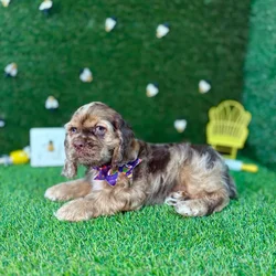 car_main_img_/media/ap_media/pets/MGKDDFSCECOQ123613.webp.250x250_q85.webp