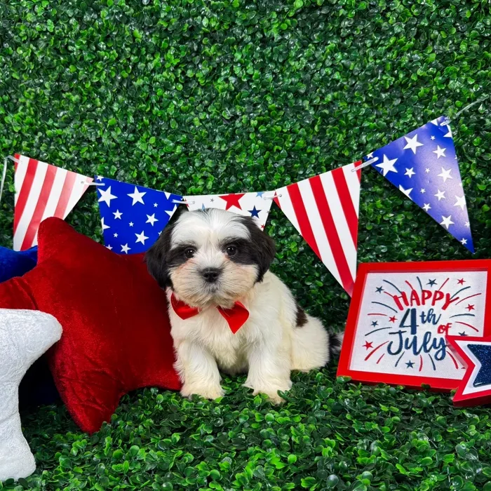 Male Shorkie puppy named Nico for sale at Puppy Dreams - North Richland Hills.