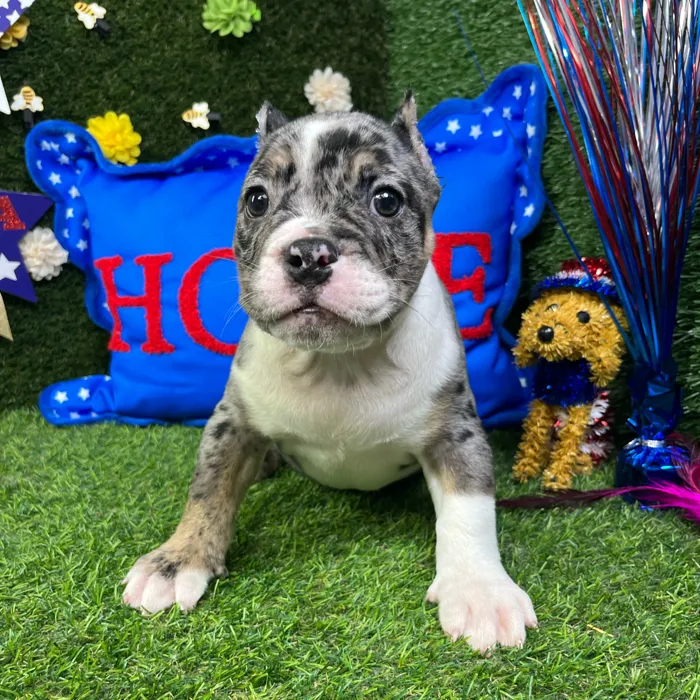 Female American Bully puppy named Athena for sale at Puppy Dreams - Carrollton.