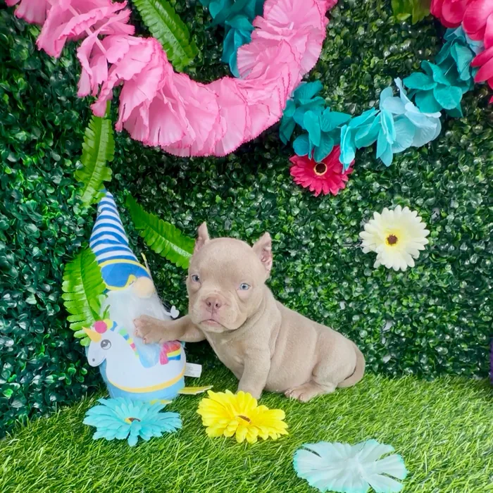 Female American Bully puppy named Betsy Ross for sale at Puppy Dreams - Denton.