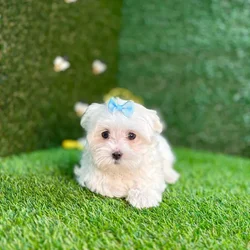car_main_img_/media/ap_media/pets/MHSUQSAKAVQM127584.webp.250x250_q85.webp