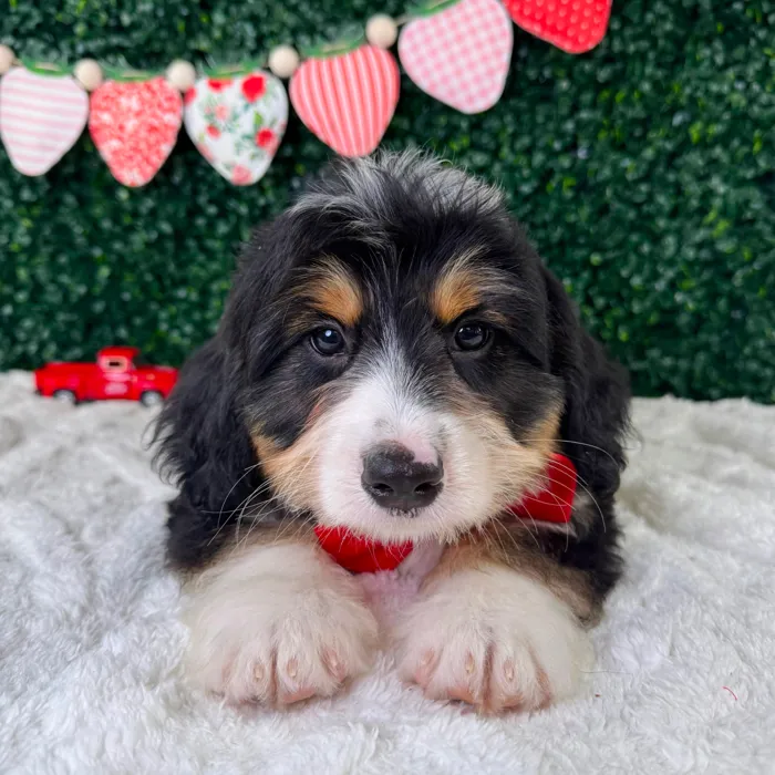 Male Bernedoodle puppy named Beethoven for sale at Puppy Dreams - Garland.