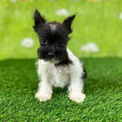 car_main_img_/media/ap_media/pets/MHUQCIMADKVQ129978.webp.250x250_q85.webp