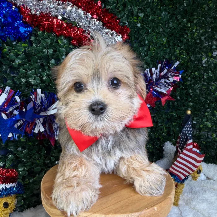 Male Morkie puppy named Churro for sale at Puppy Dreams - Garland.