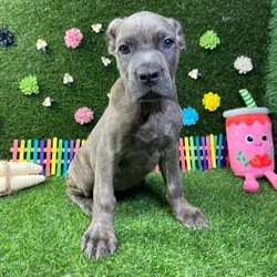 Female Cane Corso puppy named Harley for sale at Puppy Dreams - Carrollton.