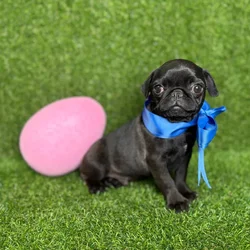 car_main_img_/media/ap_media/pets/MJCPXPRFAGOG120419.webp.250x250_q85.webp