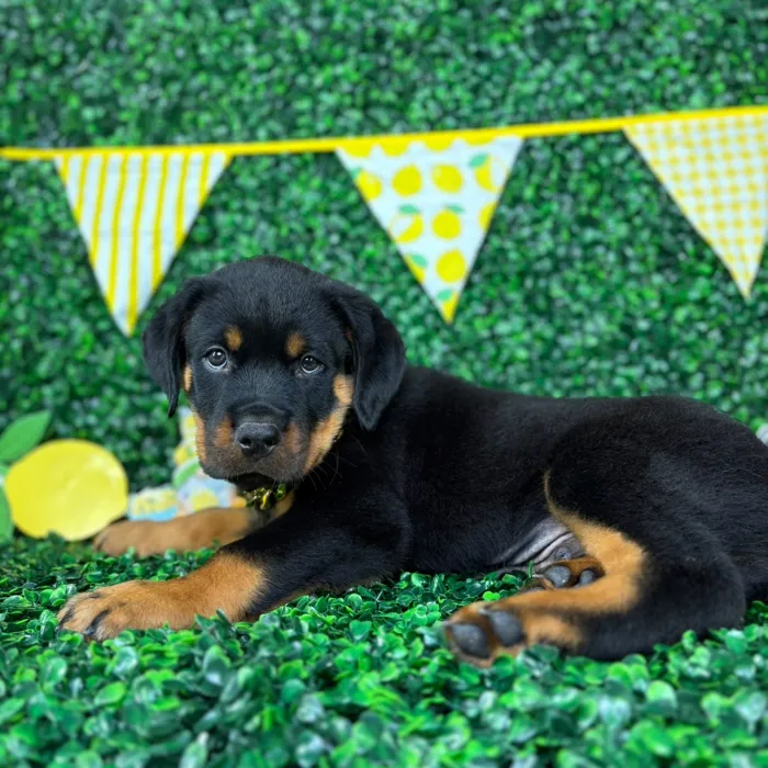 Male Rottweiler puppy named Roko for sale at Puppy Dreams - North Richland Hills.
