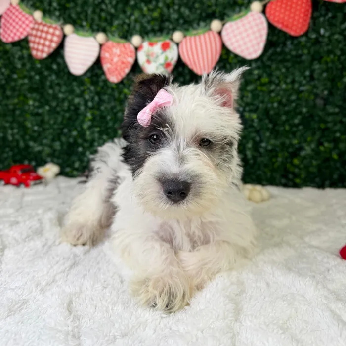 Female Mini Schnauzer puppy named Sugar for sale at Puppy Dreams - Garland.