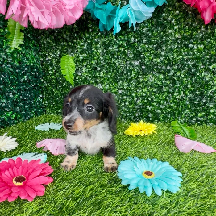 Male Dachshund puppy named Leopard for sale at Puppy Dreams - Denton.