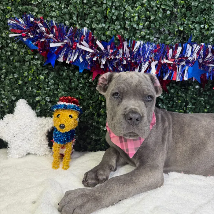 Female Cane Corso puppy named Queen for sale at Puppy Dreams - Garland.
