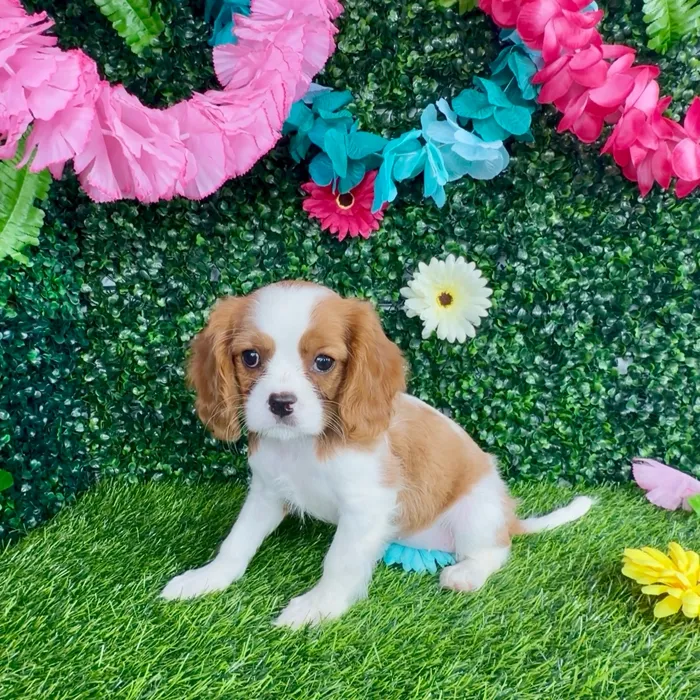 Female Cavalier King Charles Spaniel puppy named Eliza for sale at Puppy Dreams - Denton.