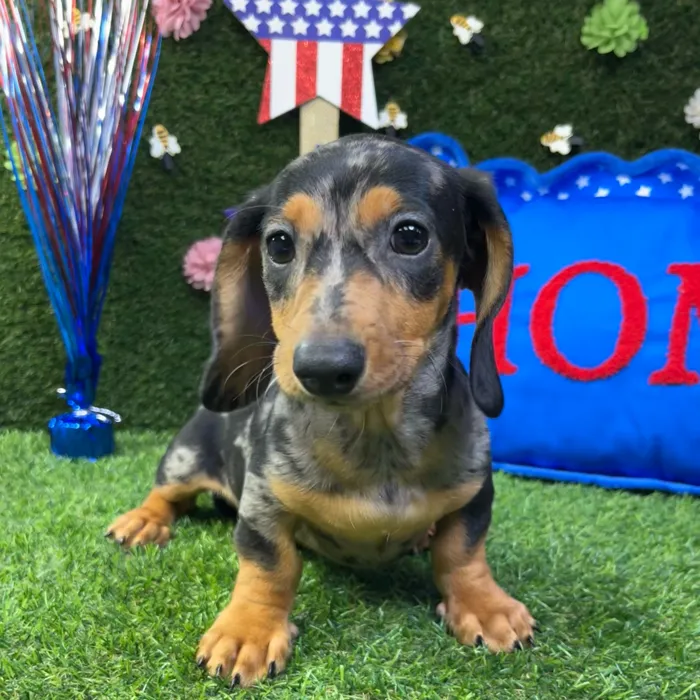 Male Dachshund puppy named Harry for sale at Puppy Dreams - Carrollton.