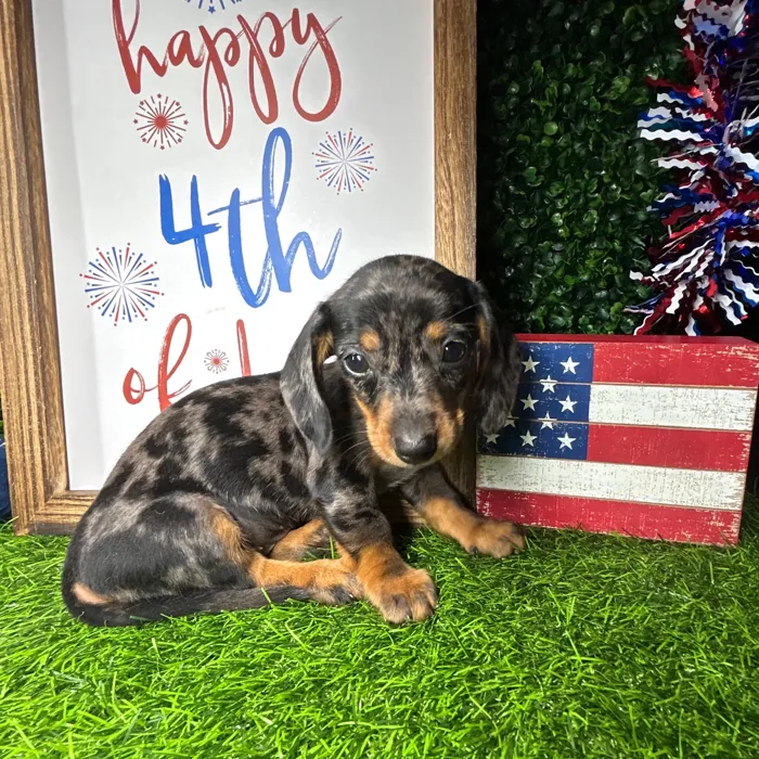 Female Dachshund puppy named *Sparkle* for sale at Puppy Dreams - Mansfield.