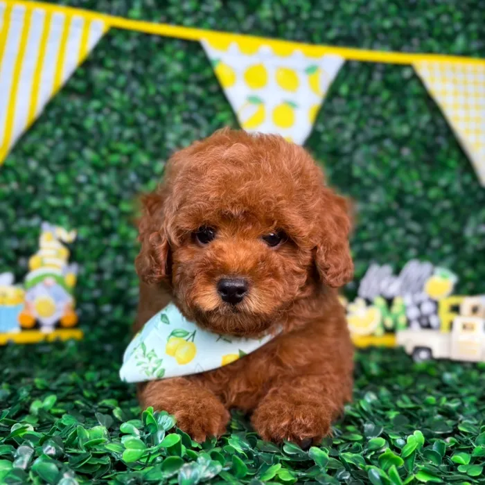 Male Poodle Toy puppy named Bear for sale at Puppy Dreams - North Richland Hills.