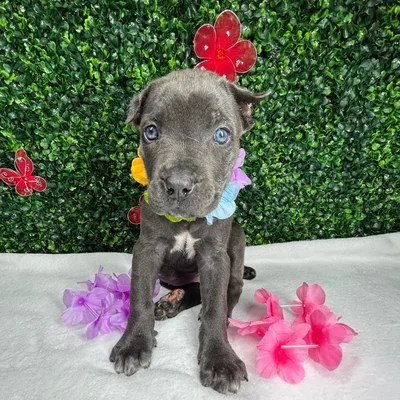 Female Cane Corso puppy named *Minnie* for sale at Puppy Dreams - Mansfield.