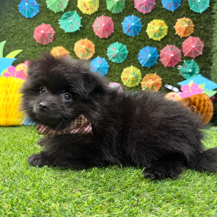Male Pomeranian puppy named Ace for sale at Puppy Dreams - Carrollton.