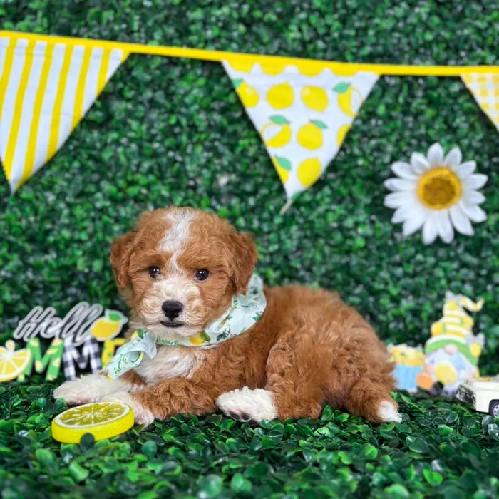 Male Bichon-Poodle puppy named Teddy for sale at Puppy Dreams - North Richland Hills.