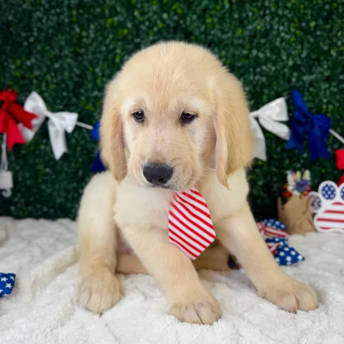 Male Golden Retriever puppy named Arlo for sale at Puppy Dreams - Garland.