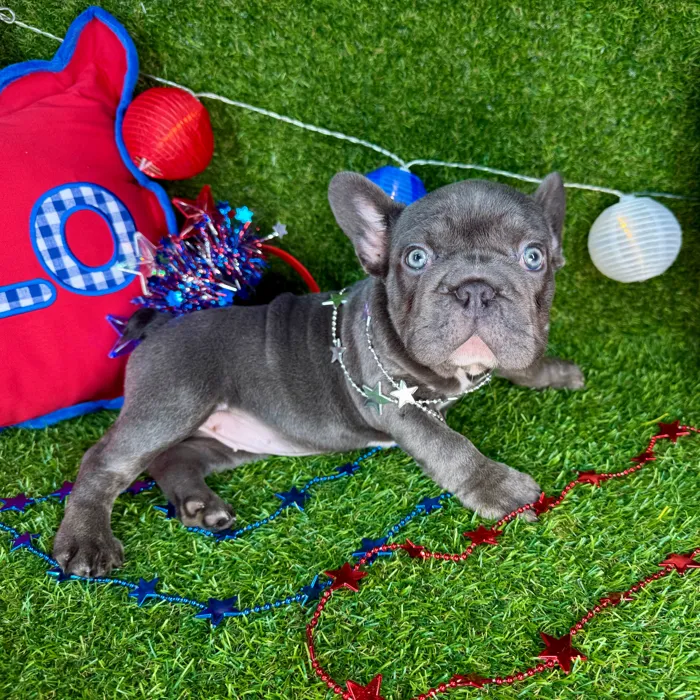 Female French Bulldog puppy named Estefany for sale at Puppy Dreams - Arlington.