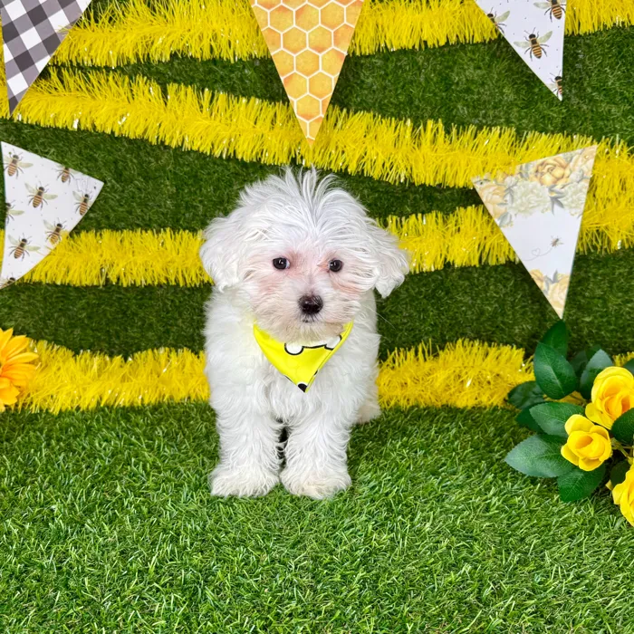 Male Maltese puppy named Harry for sale at Puppy Dreams - Arlington.