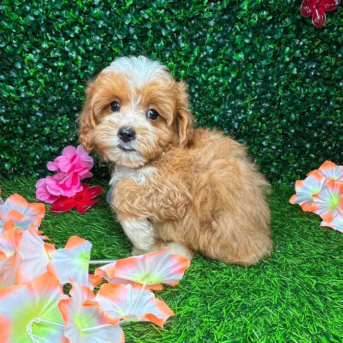 Male Cavapoo puppy named *Birch* for sale at Puppy Dreams - Mansfield.