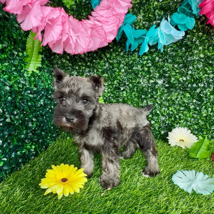 Male Mini Schnauzer puppy named Lynx for sale at Puppy Dreams - Denton.