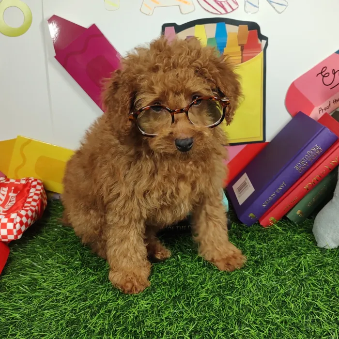 Male Mini Poodle puppy named *Professor Cromwell* for sale at Puppy Dreams - Mansfield.