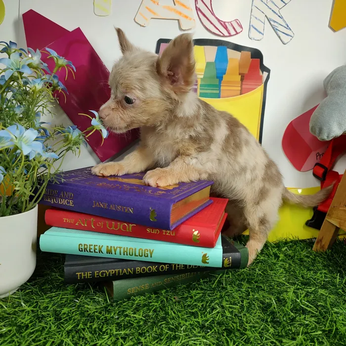 Female Chihuahua puppy named *Ms. Bell* for sale at Puppy Dreams - Mansfield.