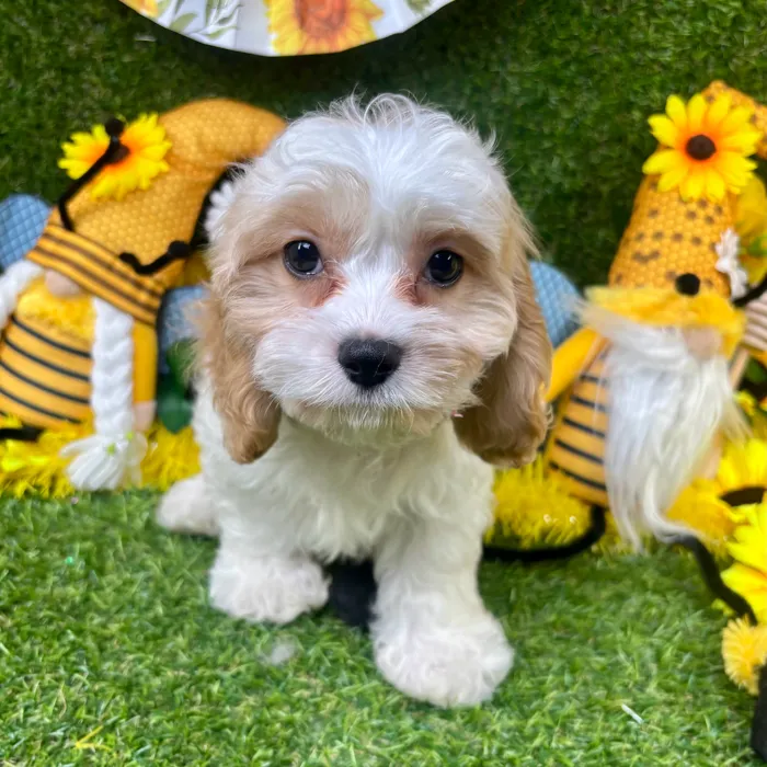 Male Cavapoo puppy named Auggie for sale at Puppy Dreams - Arlington.