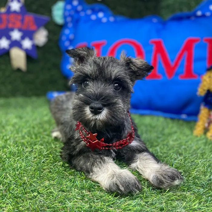 Female Mini Schnauzer puppy named Violet for sale at Puppy Dreams - Carrollton.