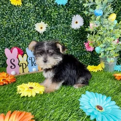 Male Morkie puppy named Termite for sale at Puppy Dreams - Denton.