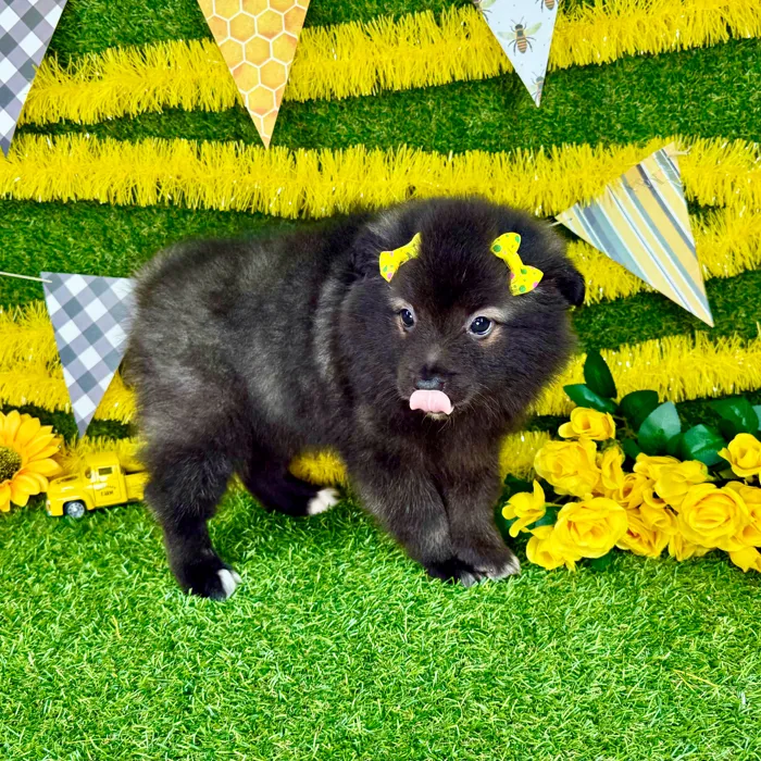Female Keeshond puppy named Nova for sale at Puppy Dreams - Arlington.