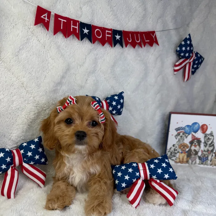 Female Cavapoo puppy named Bella for sale at Puppy Dreams - Garland.