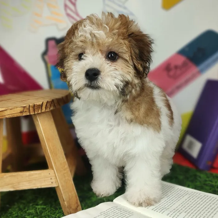 Female Yochon puppy named Stanky Leg for sale at Puppy Dreams - Mansfield.