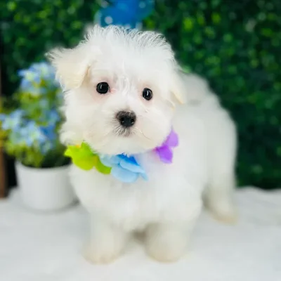 Male Maltese puppy named Hedwig for sale at Puppy Dreams - Mansfield.