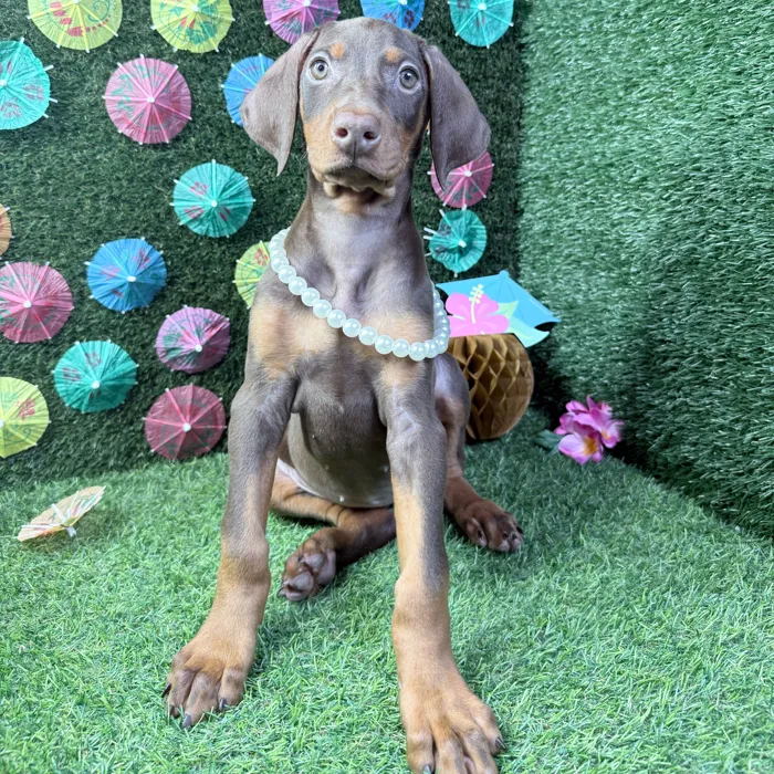 Female Doberman Pinscher puppy named Nova for sale at Puppy Dreams - Carrollton.