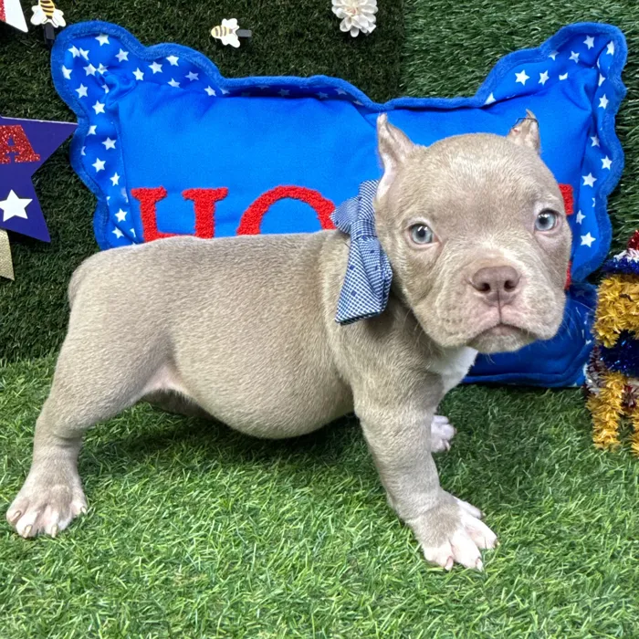 Male American Bully puppy named Draco for sale at Puppy Dreams - Carrollton.