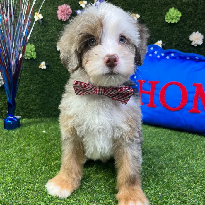 Male Bernedoodle Mini puppy named Cooper for sale at Puppy Dreams - Carrollton.