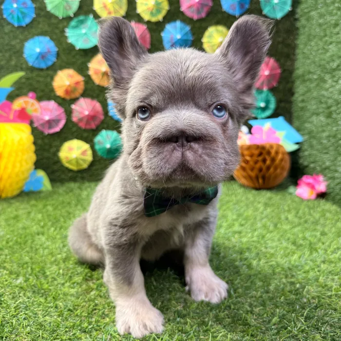 Male Fluffy French Bulldog puppy named Louie for sale at Puppy Dreams - Carrollton.