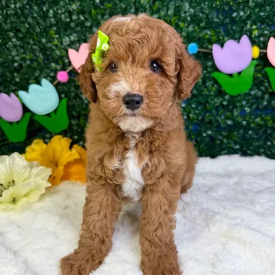 Female Mini Goldendoodle puppy named Kiwi for sale at Puppy Dreams - Garland.