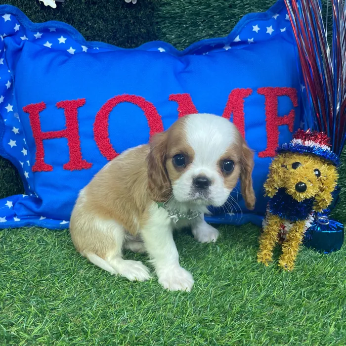Male Cavalier King Charles Spaniel puppy named Beau for sale at Puppy Dreams - Carrollton.