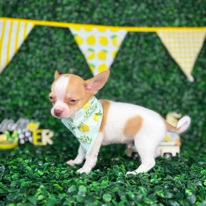 Male Chihuahua puppy named Louie for sale at Puppy Dreams - North Richland Hills.