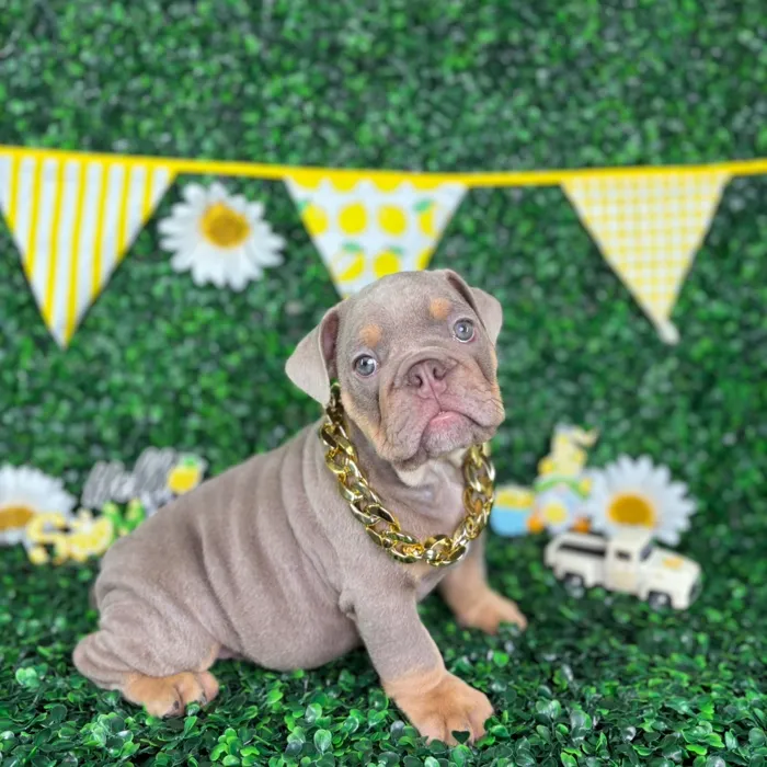 Male English Bulldog puppy named Tank for sale at Puppy Dreams - North Richland Hills.