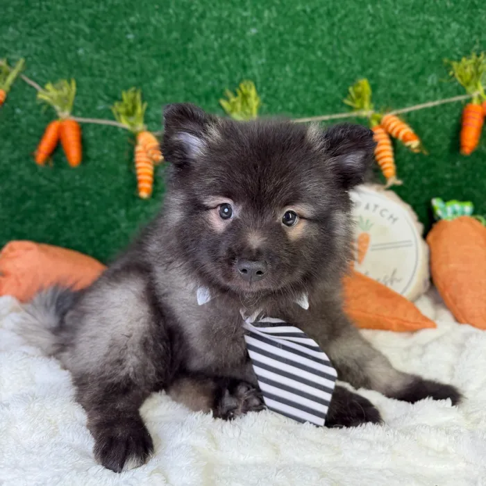 Male Keeshond puppy named Bear for sale at Puppy Dreams - Garland.