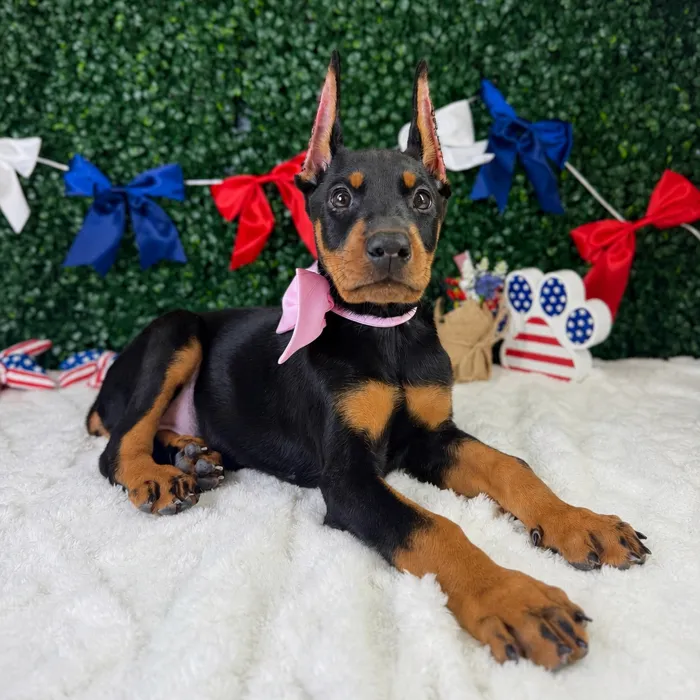 Female Doberman Pinscher puppy named Violet for sale at Puppy Dreams - Garland.