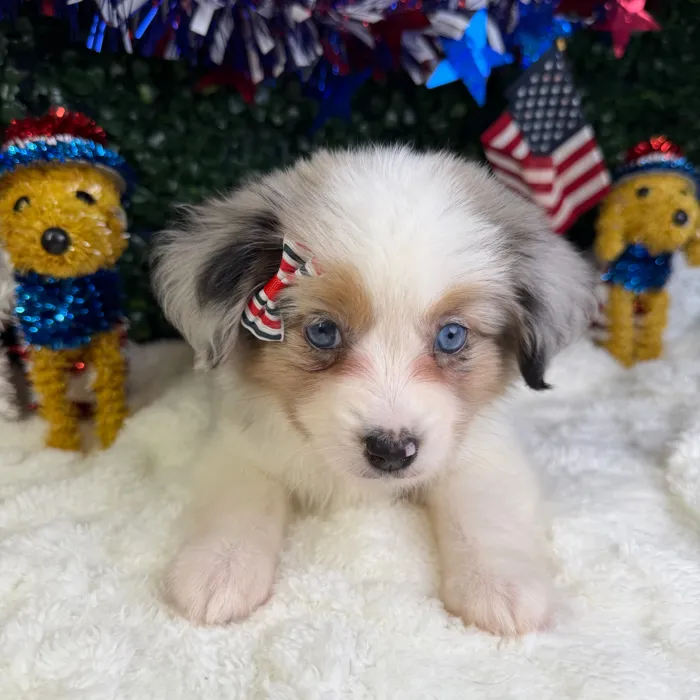 Female Mini Aussie puppy named Xena for sale at Puppy Dreams - Garland.