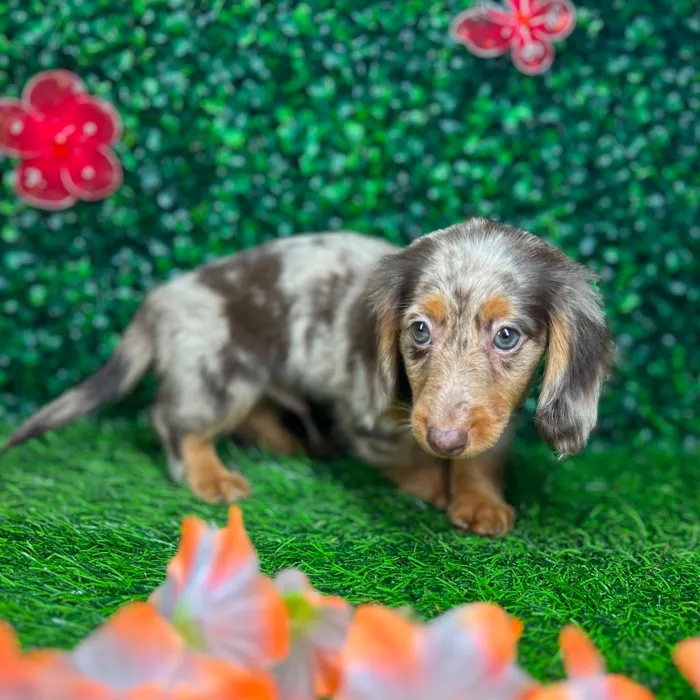 Male Dachshund puppy named *Timber* for sale at Puppy Dreams - Mansfield.