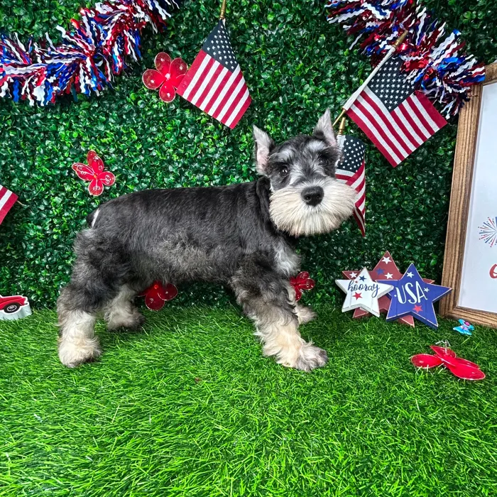 Female Mini Schnauzer puppy named *Toffee* for sale at Puppy Dreams - Mansfield.