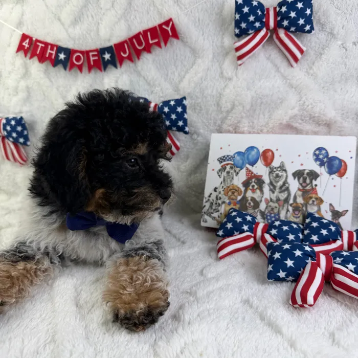 Male Mini Poodle puppy named Theo for sale at Puppy Dreams - Garland.